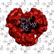 A proposed mechanism of peptide bond formation is shown within the catalytic heart (red space filling) of the ribosome. The rRNA nucleoside analogs used to unravel this mechanism are shown in the background. (Lang et al. 2008, Chem Biol.  15:485-492)